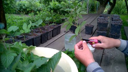 Blackberry propagation: offspring, layering, cuttings, seeds