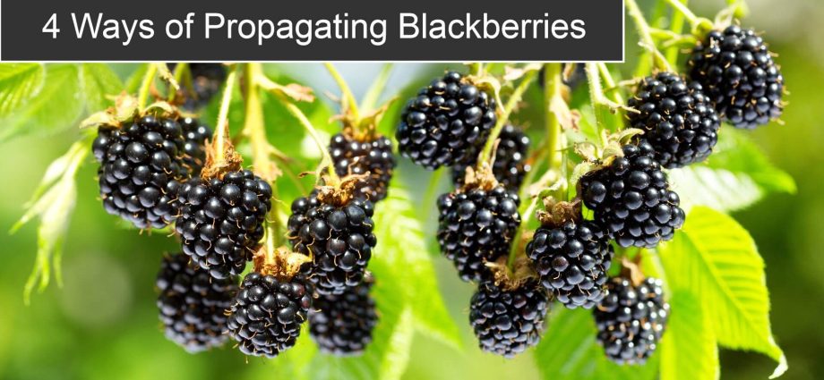 Blackberry propagation: offspring, layering, cuttings, seeds