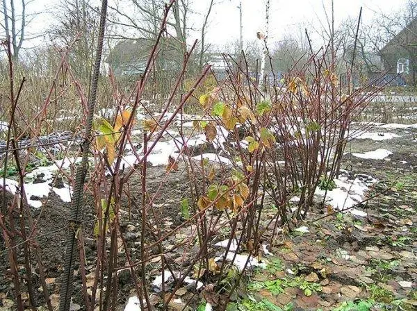 Blackberry pruning in spring