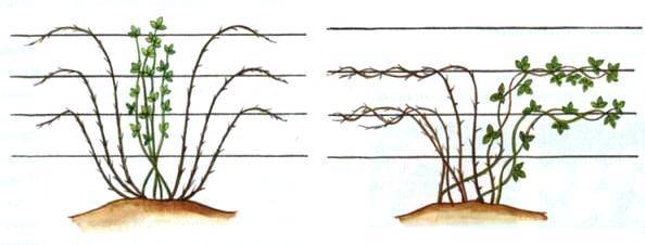 Blackberry pruning in spring