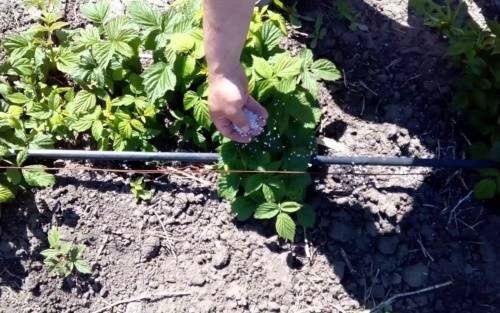 Blackberry pruning in spring