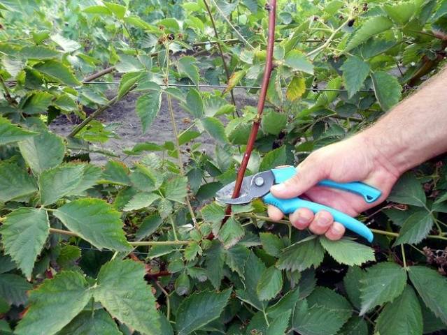 Blackberry pruning in spring