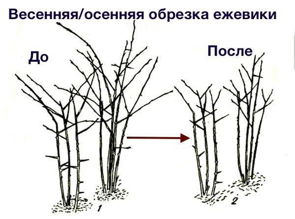 Blackberry pruning in spring