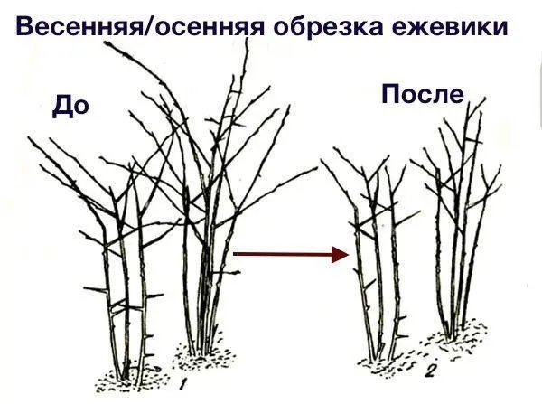 Blackberry pruning in spring