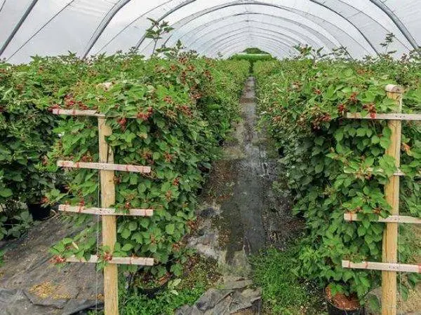 Blackberry pruning in spring