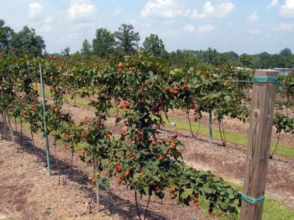 Blackberry pruning: step by step instructions for beginners