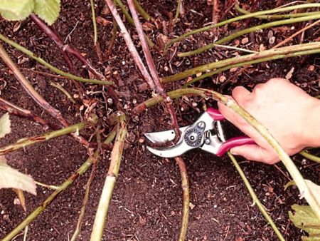 Blackberry pruning: step by step instructions for beginners