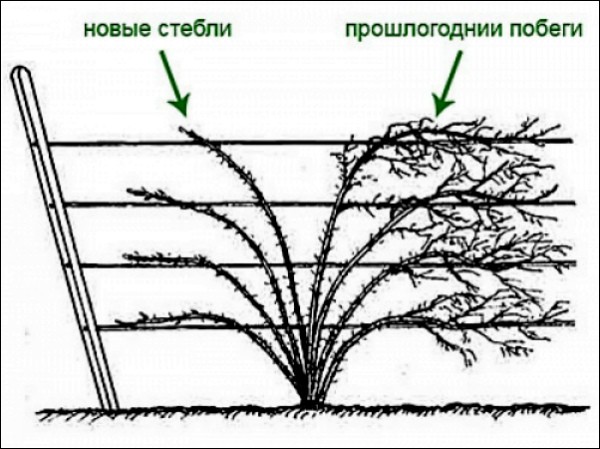 Blackberry pruning: step by step instructions for beginners