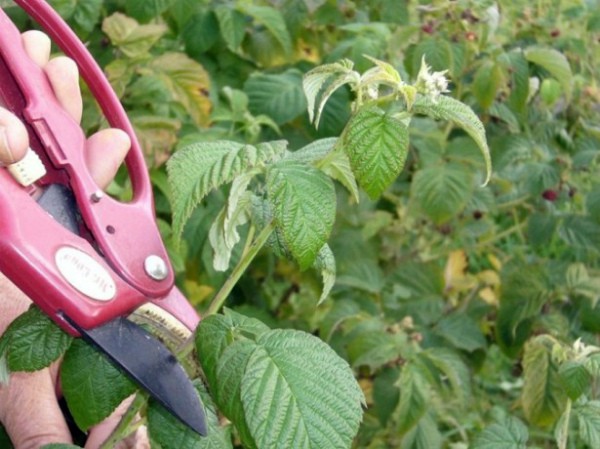 Blackberry pruning: step by step instructions for beginners