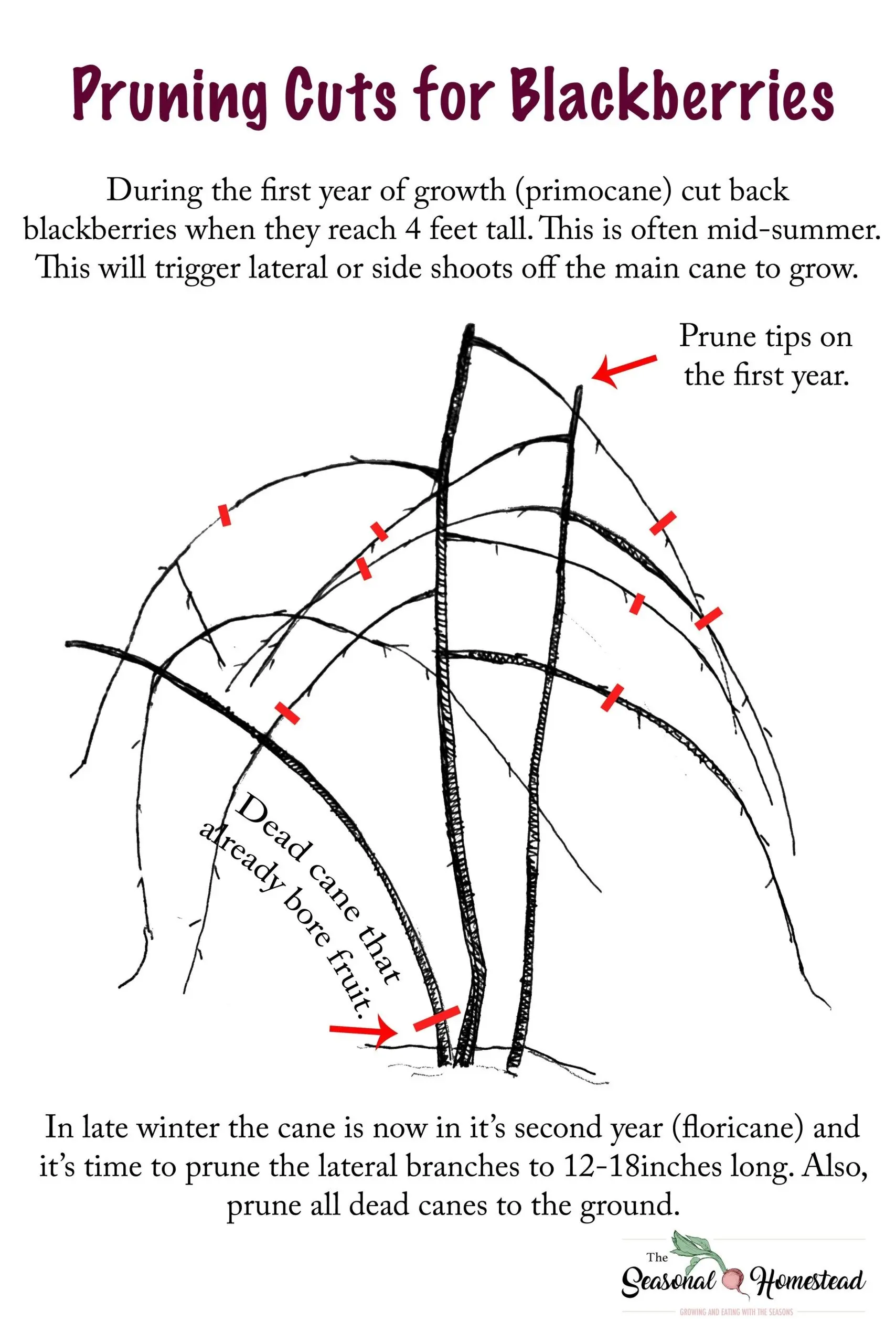 Blackberry pruning: step by step instructions for beginners