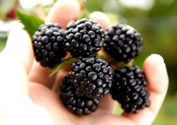 Blackberry Ruben - a popular remontant variety