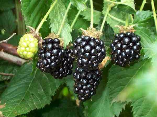 Blackberry Ruben - a popular remontant variety