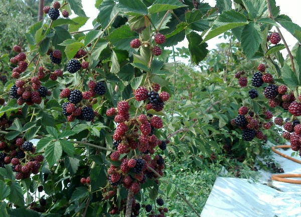 Blackberry Ruben - a popular remontant variety