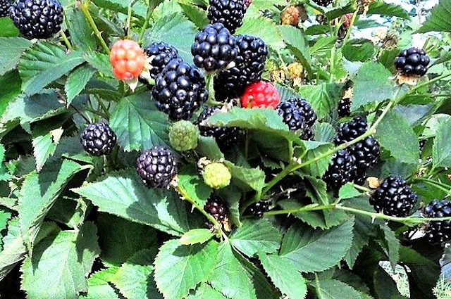 Blackberry Ruben &#8211; a popular remontant variety