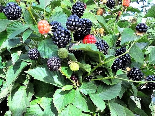 Blackberry Ruben &#8211; a popular remontant variety