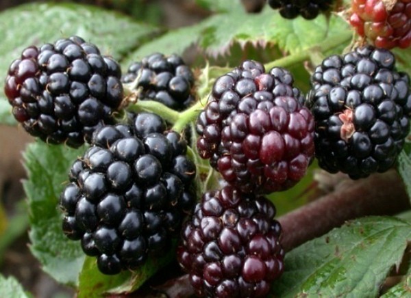 Blackberry Thornfree - a popular thornless variety