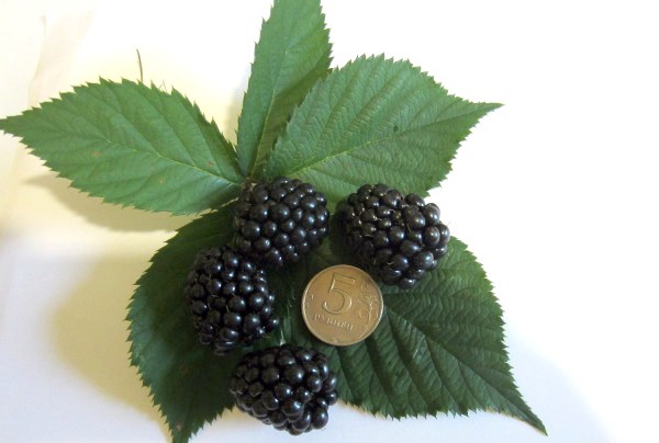 Blackberry Thornfree - a popular thornless variety