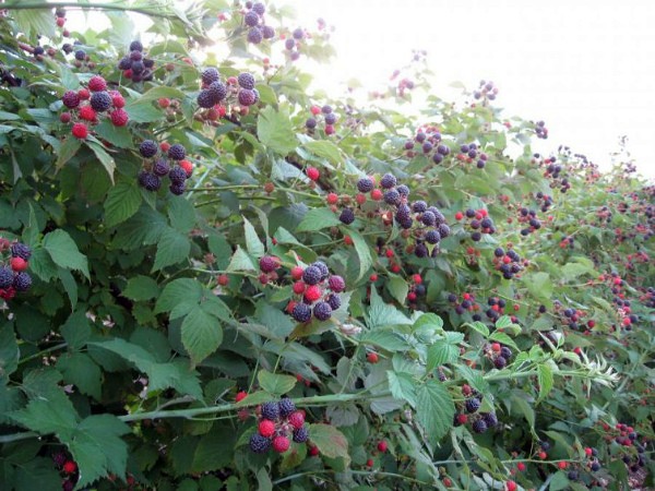 Blackberry Thornfree - a popular thornless variety