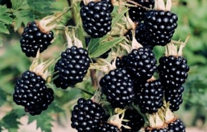 Blackberry Thornfree