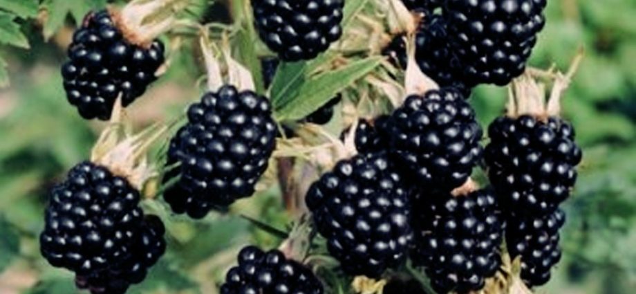 Blackberry Thornfree &#8211; a popular thornless variety