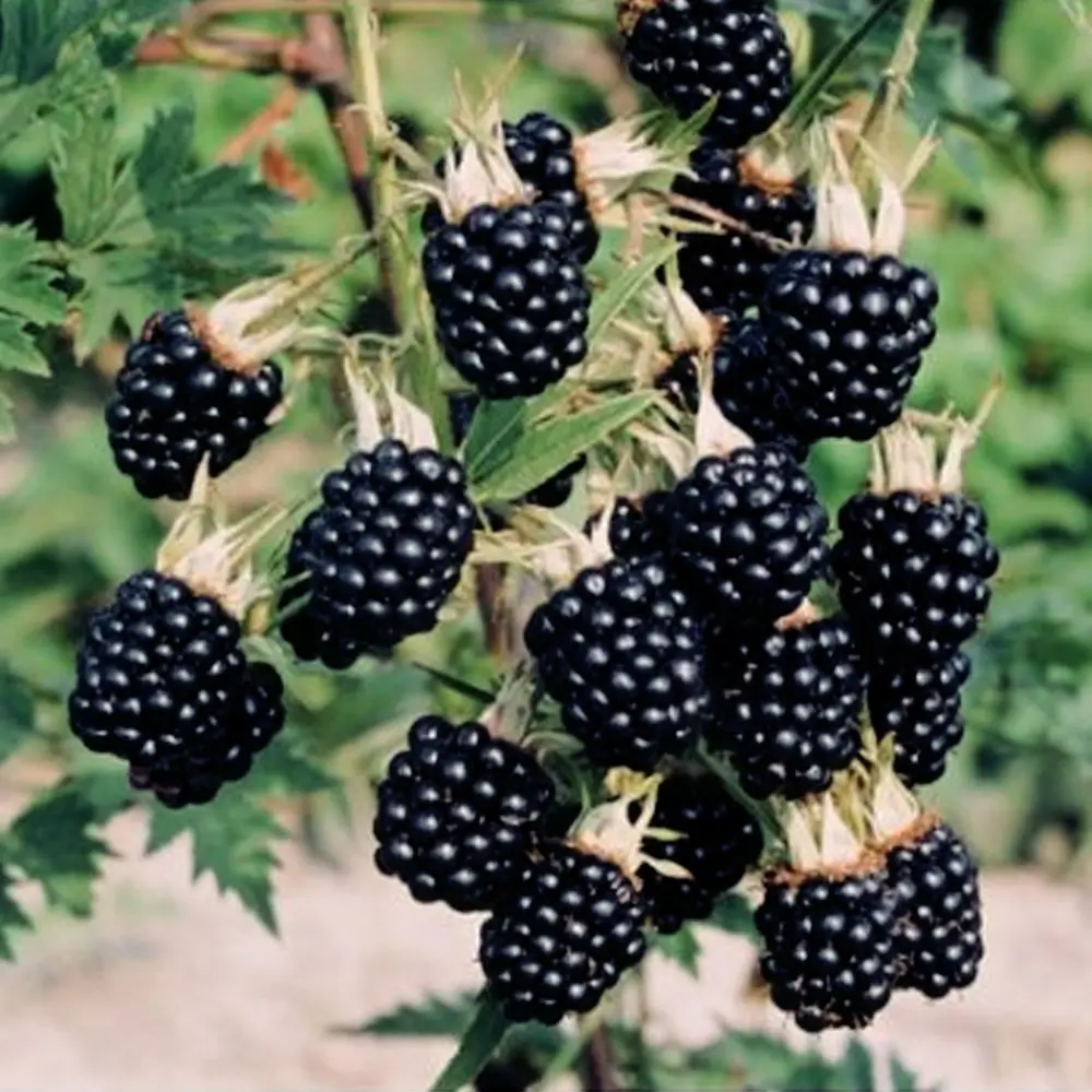 Blackberry Thornfree &#8211; a popular thornless variety