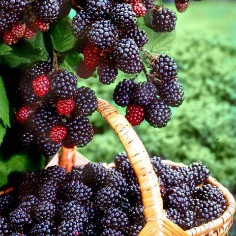 Blackberry Thornless