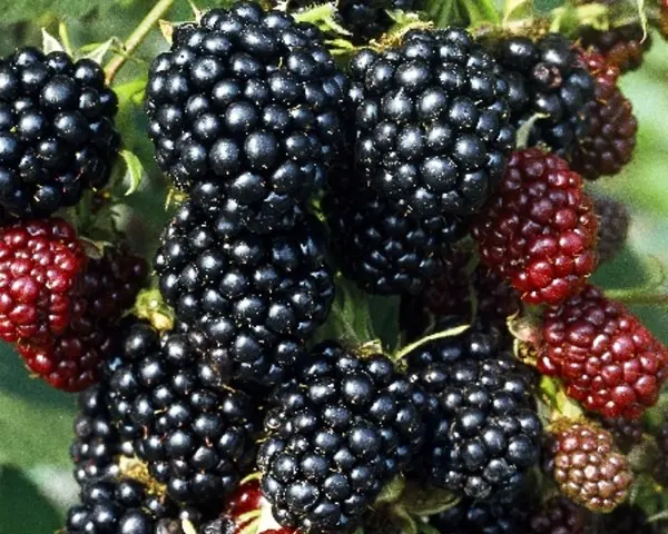 Blackberry Thornless Evergreen - European thornless variety