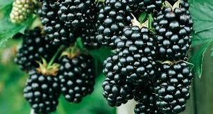 Blackberry Thornless Evergreen - European thornless variety