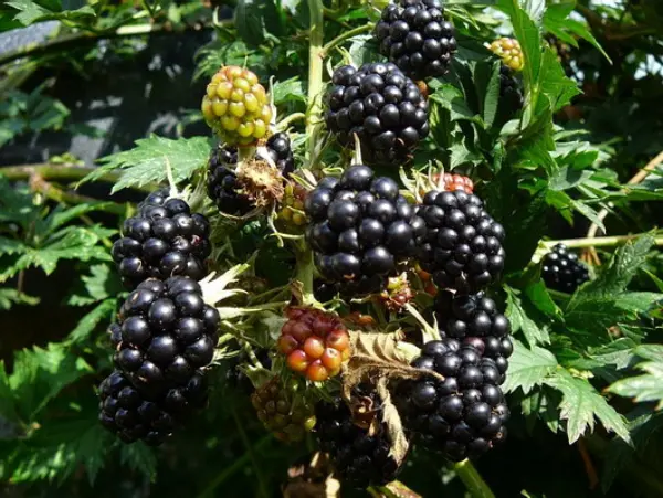 Blackberry Thornless Evergreen - European thornless variety