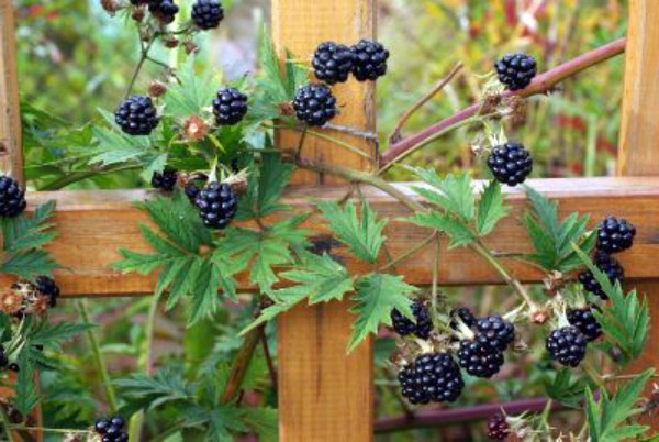 Blackberry Thornless Evergreen - European thornless variety