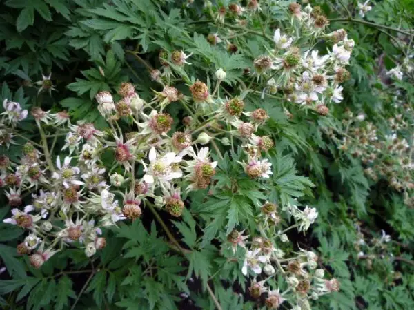 Blackberry Thornless Evergreen - European thornless variety