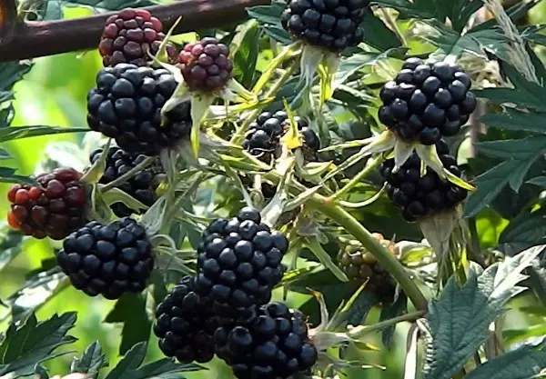 Blackberry Thornless Evergreen - European thornless variety