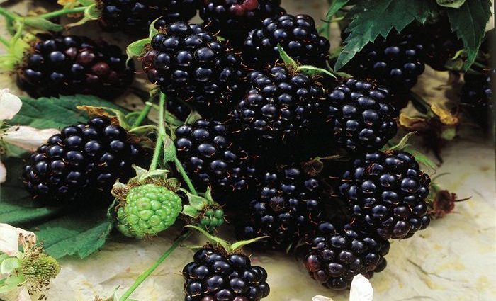 Blackberry Thornless Evergreen &#8211; European thornless variety