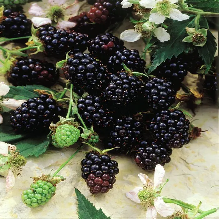 Blackberry Thornless Evergreen &#8211; European thornless variety