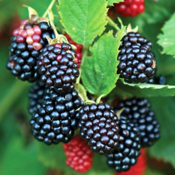 Blackberry Thornless: the secrets of growing a thornless variety