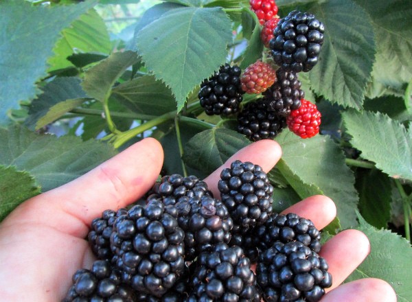 Blackberry Thornless: the secrets of growing a thornless variety