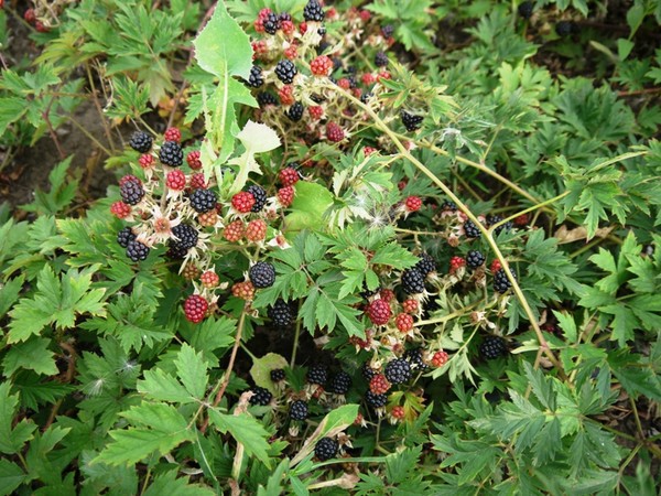 Blackberry Thornless: the secrets of growing a thornless variety