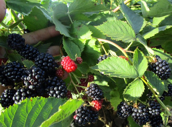 Blackberry Thornless: the secrets of growing a thornless variety