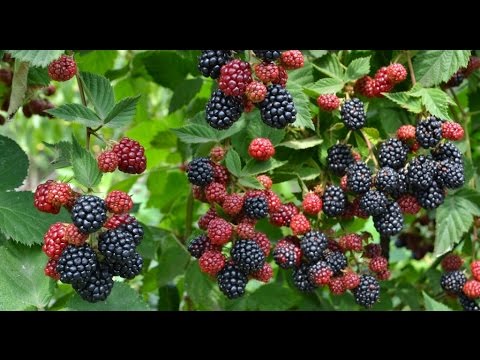 Blackberry Thornless: the secrets of growing a thornless variety