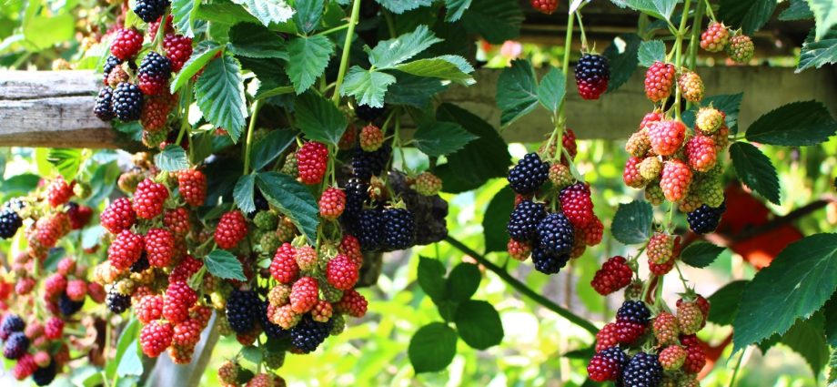 Blackberry Thornless: the secrets of growing a thornless variety