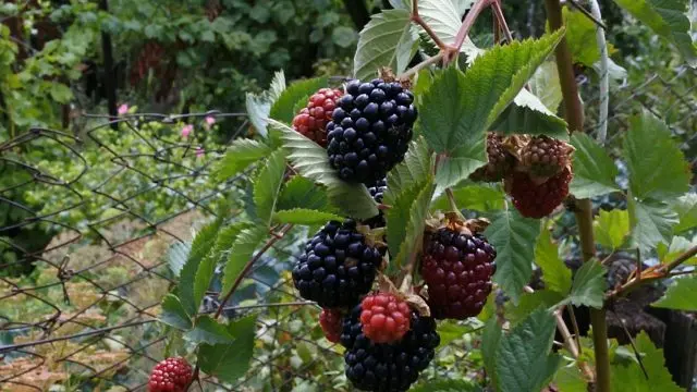 Blackberry Triple Crown (Triple Crown)