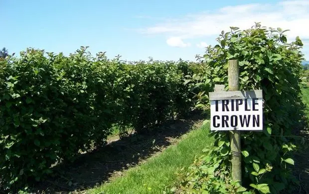 Blackberry Triple Crown (Triple Crown)