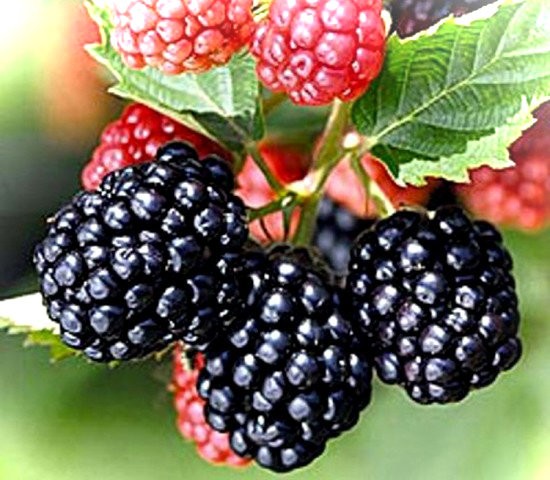 Blackberry Triple Crown (Triple Crown)