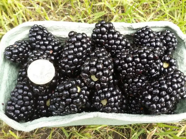 Blackberry Triple Crown (Triple Crown)