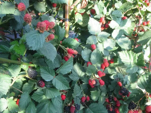 Blackberry Triple Crown (Triple Crown)