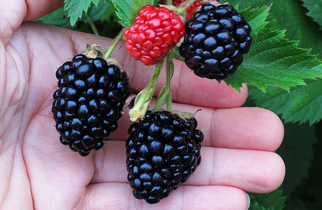 Blackberry Triple Crown (Triple Crown)