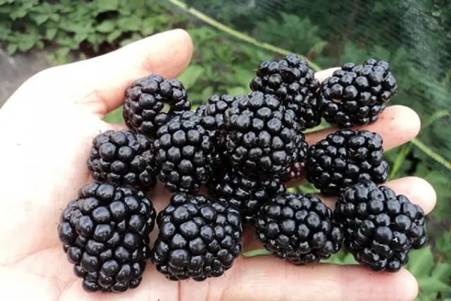 Blackberry Triple Crown (Triple Crown)