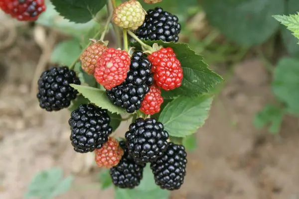 Blackberry Triple Crown (Triple Crown): growing features