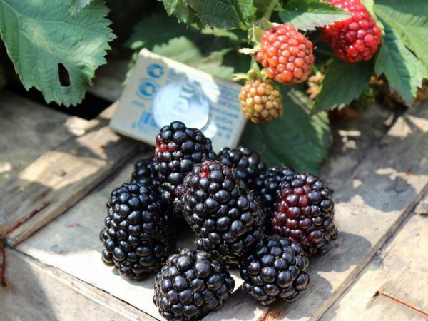 Blackberry Triple Crown (Triple Crown): growing features