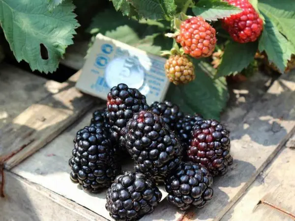 Blackberry Triple Crown (Triple Crown): growing features